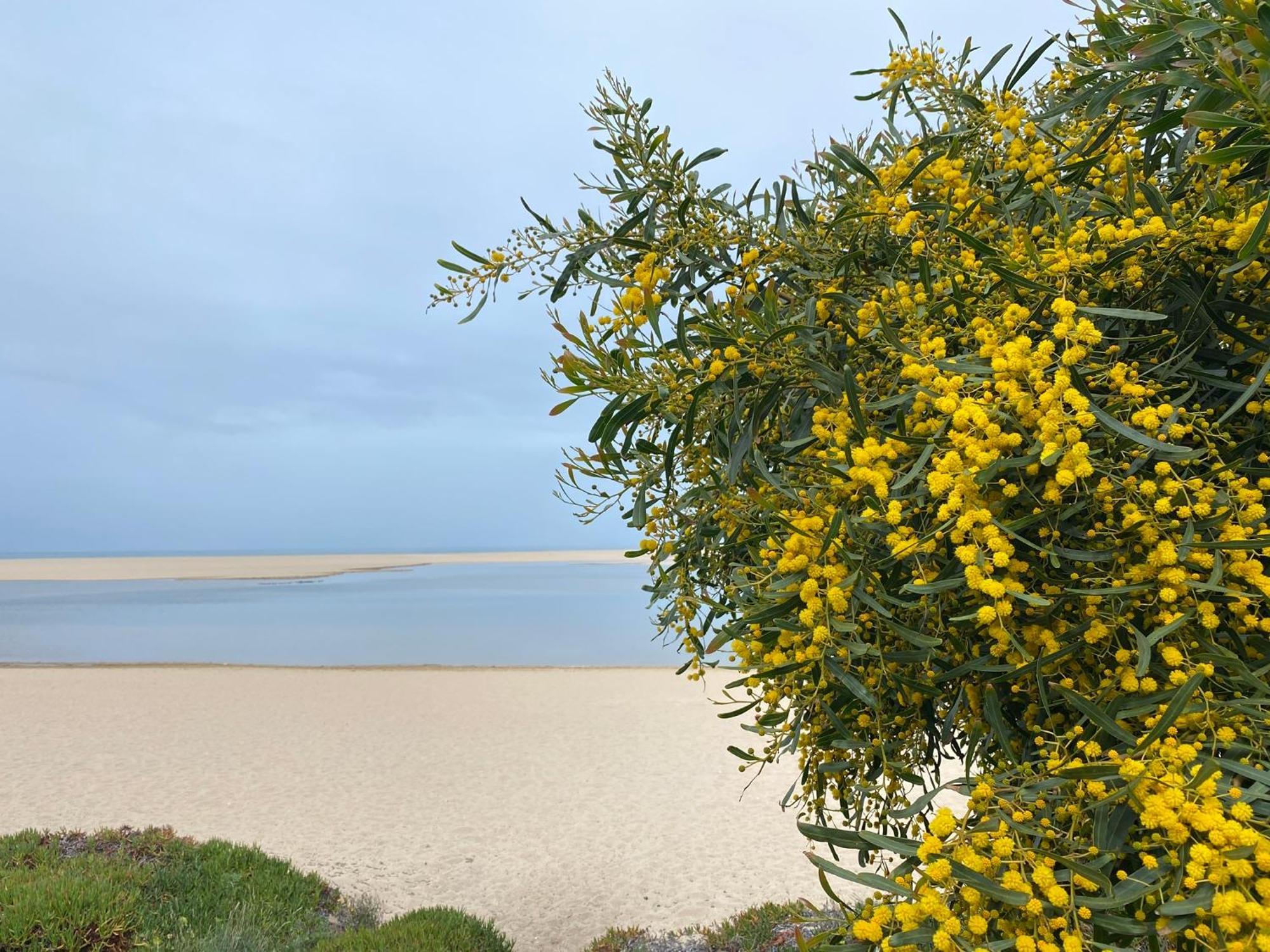Eco-Friendly Beach House Sesimbra Buitenkant foto